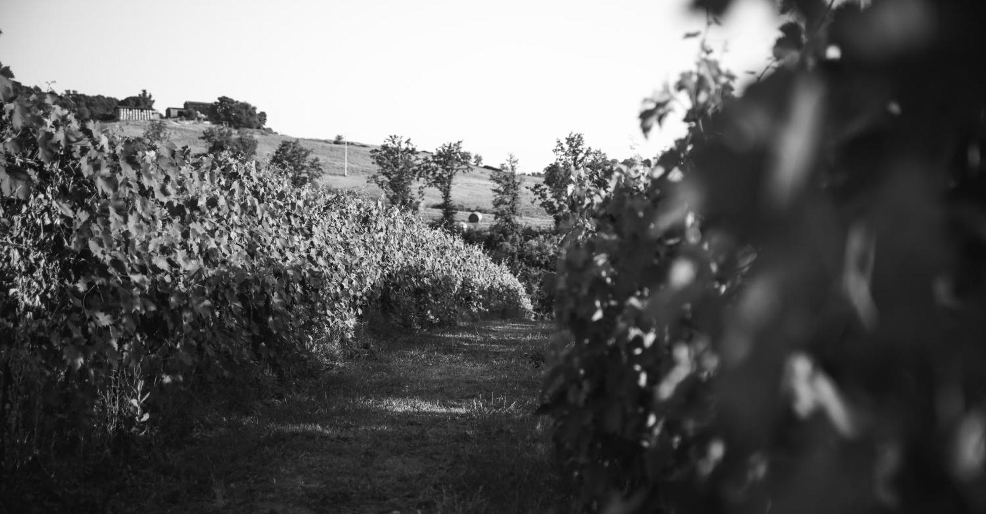 Agriturismo La Vecchia Quercia Montemerano Εξωτερικό φωτογραφία