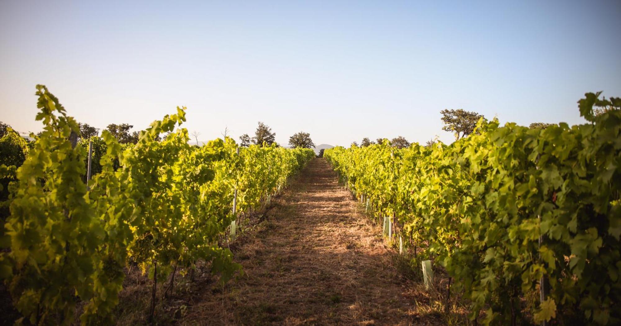 Agriturismo La Vecchia Quercia Montemerano Εξωτερικό φωτογραφία