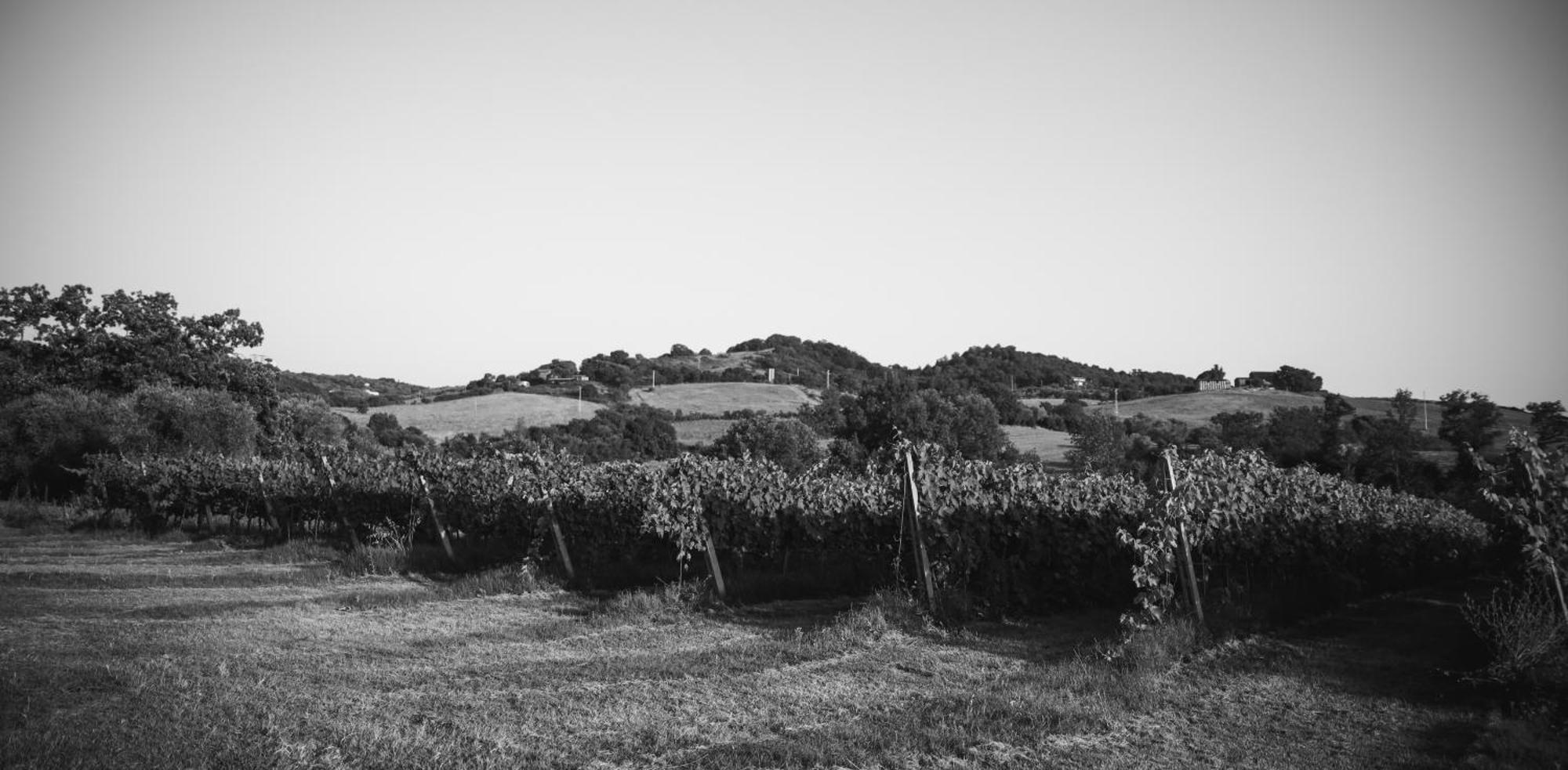 Agriturismo La Vecchia Quercia Montemerano Εξωτερικό φωτογραφία