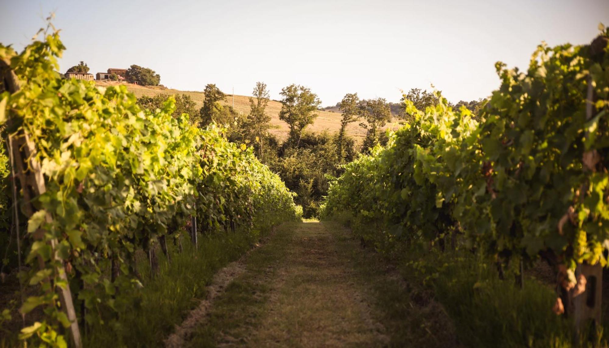 Agriturismo La Vecchia Quercia Montemerano Εξωτερικό φωτογραφία